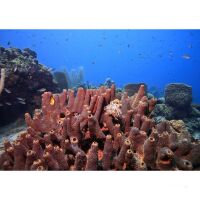 Grenadines -  Sailing Cruise Carribean at Royal Clipper (7 Days) -