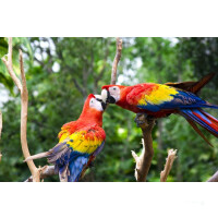 Star Clipper Costa Rica und Panama 27.12.2025 bis 03.01.2026-8T PC2* Puerto Caldera - Balboa-5