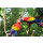 Star Clipper Costa Rica und Panama 27.12.2025 bis 03.01.2026-8T PC2* Puerto Caldera - Balboa-5