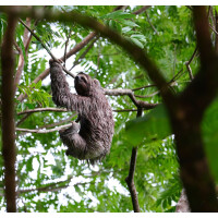 Star Clipper Nationalparks Costa Rica  20.12.2025 bis 27.12.2025-8T PC3* ab/an Puerto Caldera-6