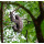Star Clipper Nationalparks Costa Rica  20.12.2025 bis 27.12.2025-8T PC3* ab/an Puerto Caldera-6