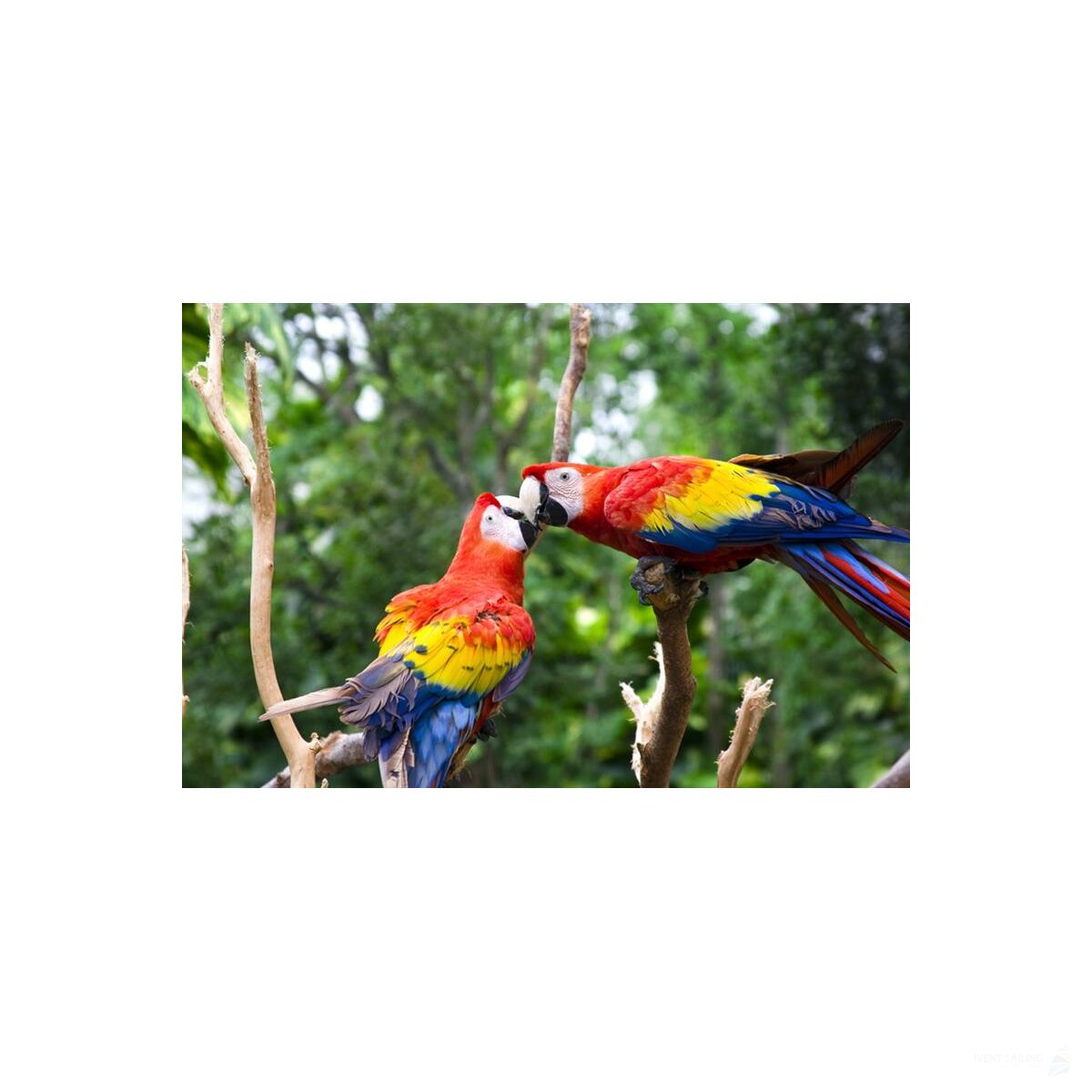 Star Flyer Karbik und Mittelamerika