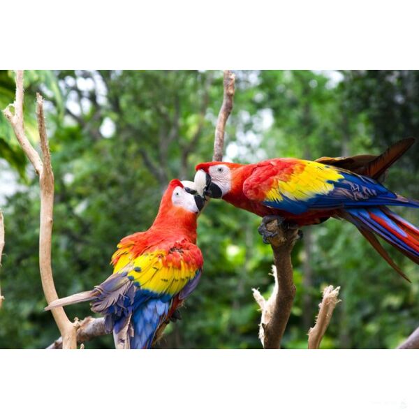 Star Flyer Karbik und Mittelamerika