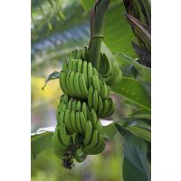 Winsward Islands - Sailing Cruise Carribean at Royal Clipper (7 Days) -