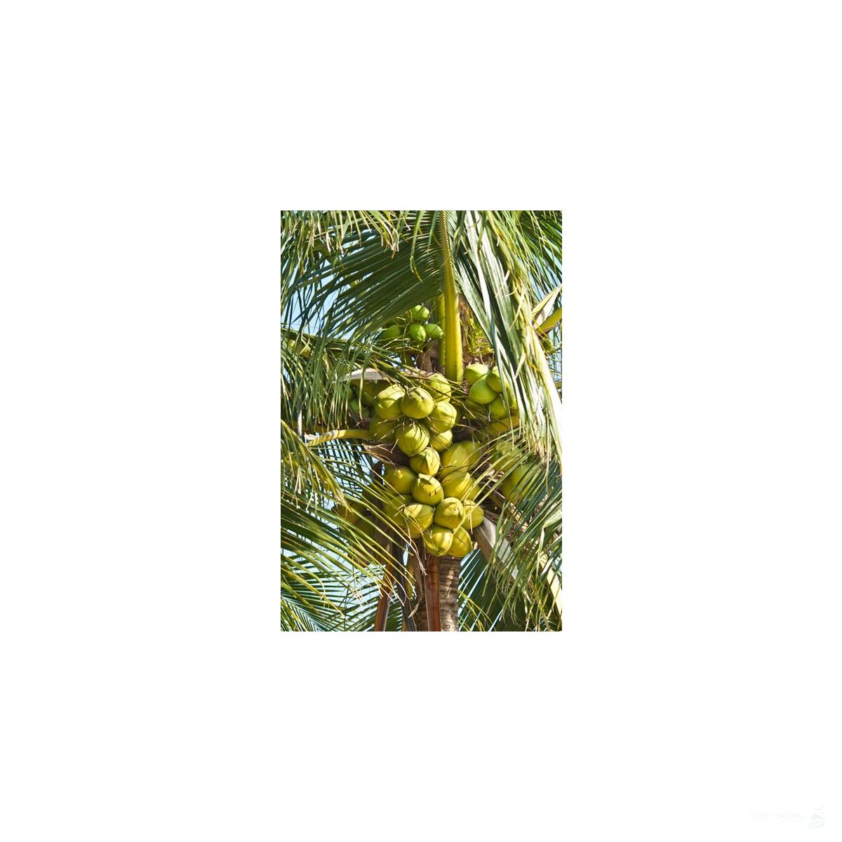 Winsward Islands - Sailing Cruise Carribean at Royal Clipper (7 Days)