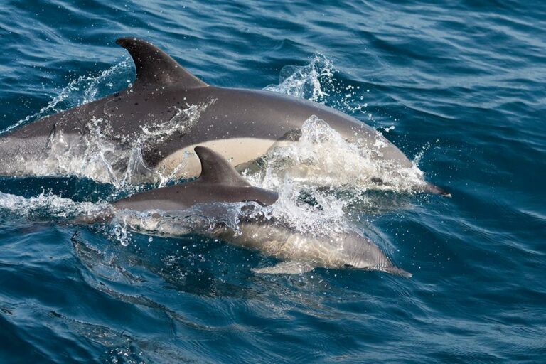 Chronos_LoB_Dolphins