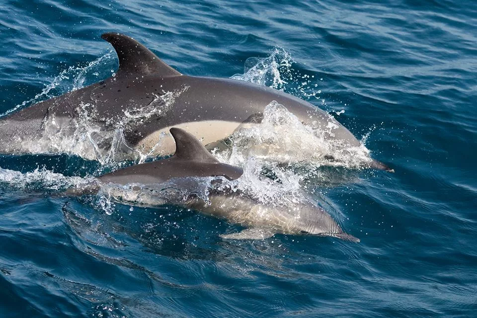 Chronos_LoB_Dolphins - Naples to Sardinia: Yacht Sailing with the Chronos