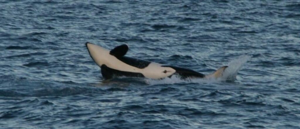 antigua-antigua-orca.jpg - Segeln in den Lofoten 1