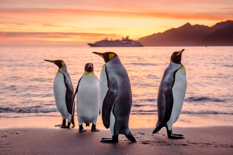 Südgeorgien - Königspinguine, Südgeorgien