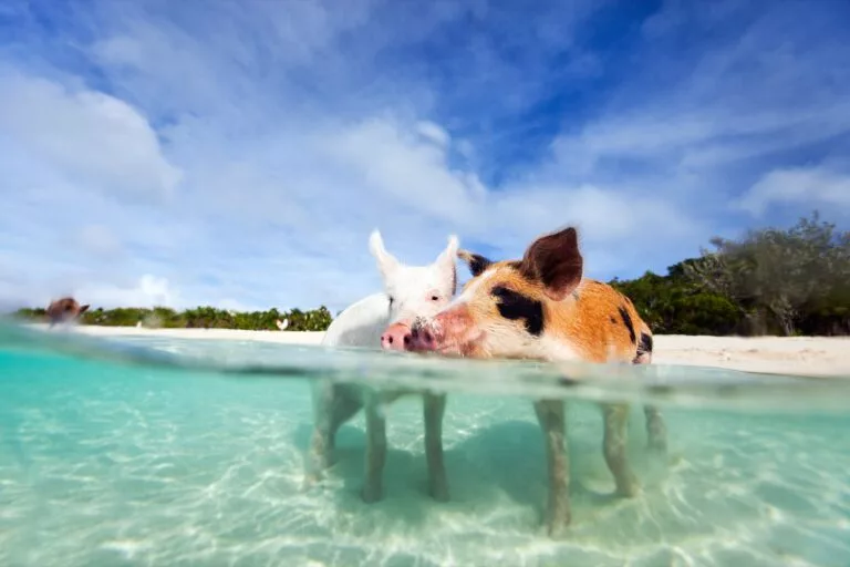 Katamaran-Reise Bahamas Abacos