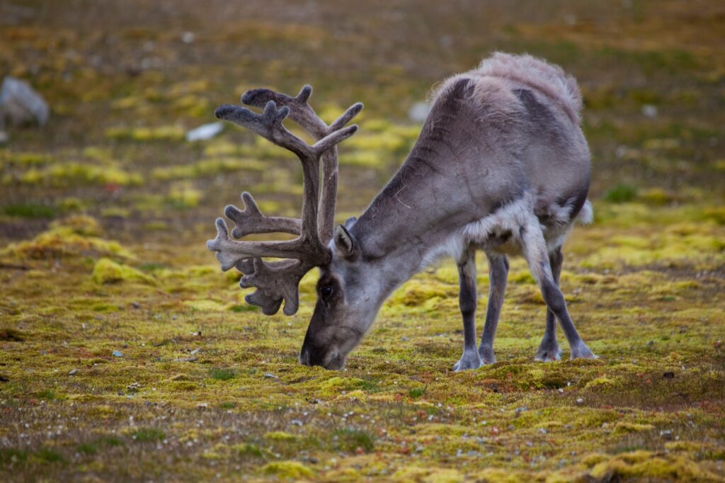 Svalbard-Ren auf der Tundra bei Ny-Ålesund, Spitzbergen