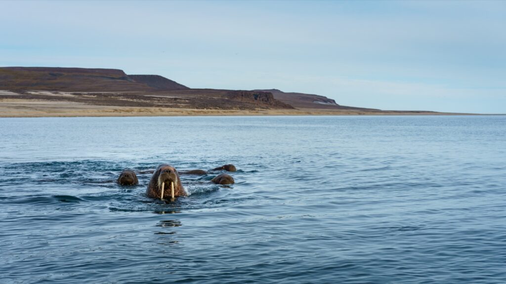 Walrosse schwimmen vor der Küste bei Ny-Ålesund, Spitzbergen