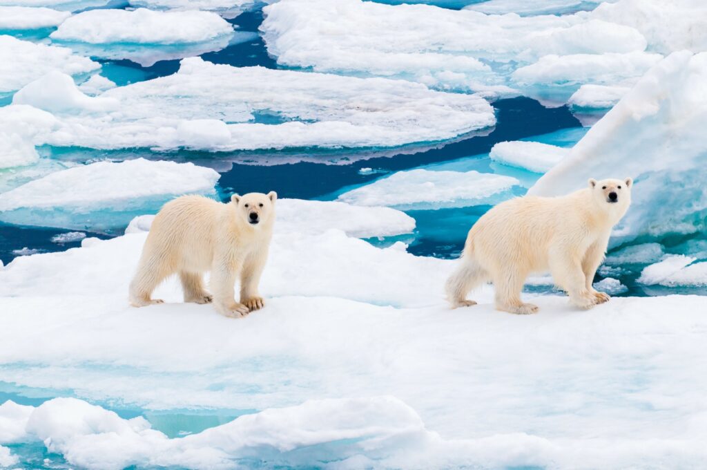 Zwei Eisbären auf dem Packeis, Spitzbergen