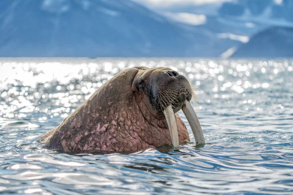 Walross mit Stoßzähnen im Wasser, Spitzbergen