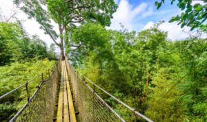 Balata Garden, Martinique - Paradise botanic garden on tropical caribbean island with suspension bridges - France