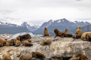 Sea Lions island - Beagle Channel, Ushuaia, Argentina