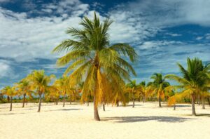 Palmen über einem karibischen Sandstrand