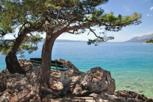 Adria – Blick durch Pinien auf die Adriaküste