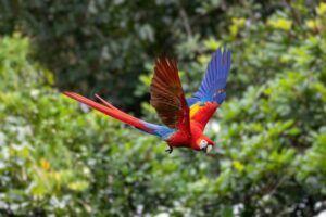 Scharlachara (Ara macao) bei Quepos, Costa Rica