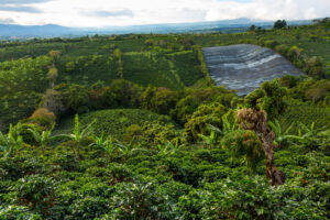 Kaffeeplantage der Doka Estate im Zentraltal von Costa Rica, Landausflug ab Puerto Caldera