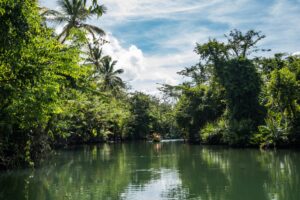 Portsmouth (Dominica) - Bootsfahrt auf dem Indian River durch den Regenwald