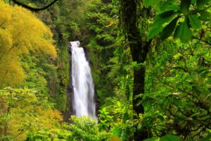 Dominica - Wasserfall im tropischen Regenwald der Nature Island
