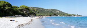 Einsamer Pinienstrand an der Küste Korsikas