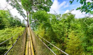Martinique - Balata-Hängebrücke im Regenwald