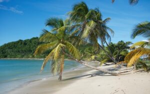Sainte-Anne, Martinique - Palmenstrand
