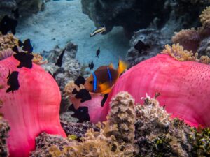 Rosa Anemone mit Anemonenfischen an einem polynesischen Riff