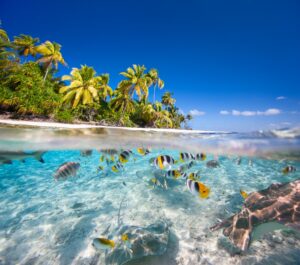 Riffische im klaren Lagunenwasser einer Südsee-Insel