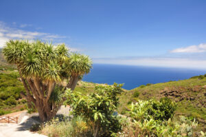 La Palma - Drachenbaum über dem Atlantik, charakteristische Landschaft der Kanarischen Insel