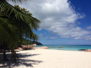 Palmen über einem weißen Strand auf den Seychellen