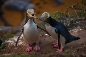 Gelbaugenpinguin (Hoiho), Neuseeland, Neuseeland (Ort unbestätigt)